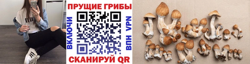 Галлюциногенные грибы мицелий  купить наркотики сайты  Северск 
