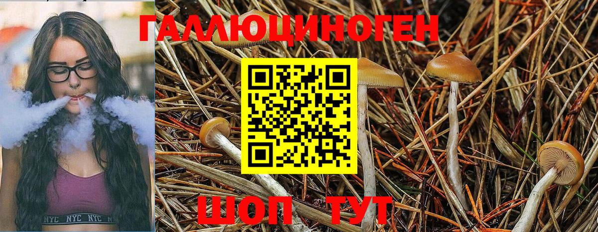 Псилоцибиновые грибы GOLDEN TEACHER Северск